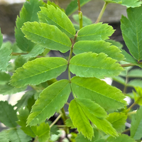 Sorbus matsumurana